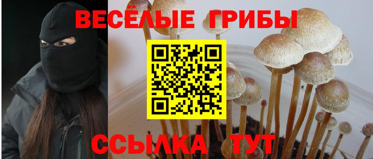 Галлюциногенные грибы прущие грибы Черняховск